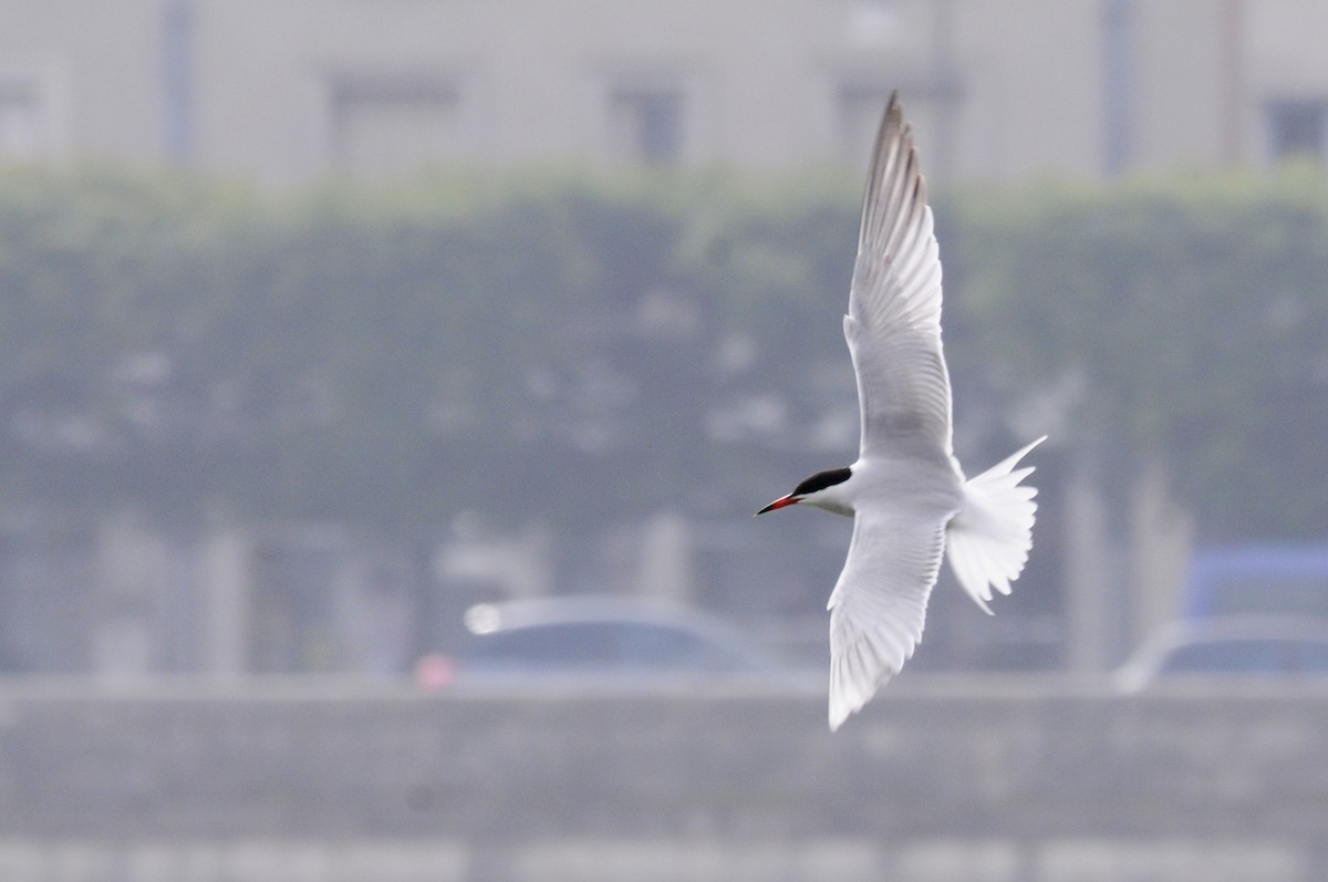 Common Tern - ML280356751