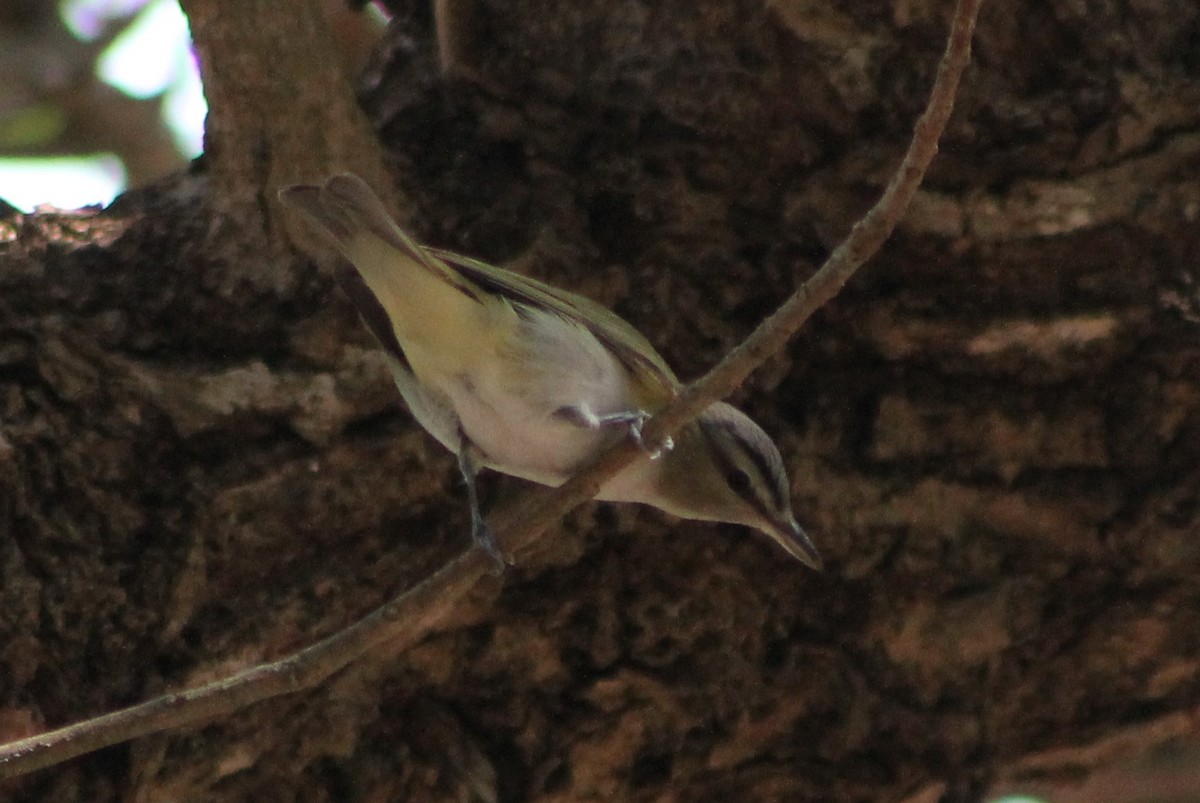 Kızıl Gözlü Vireo - ML280356981