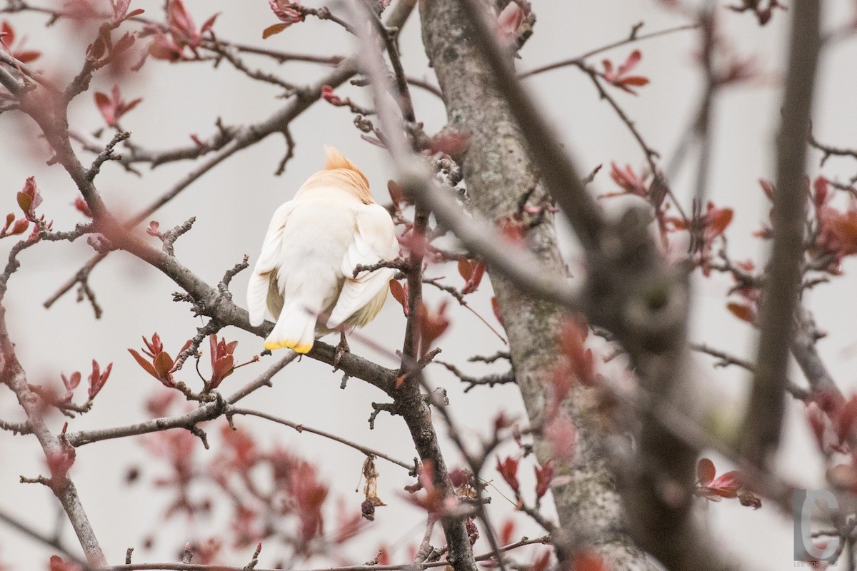 Cedar Waxwing - ML28035741