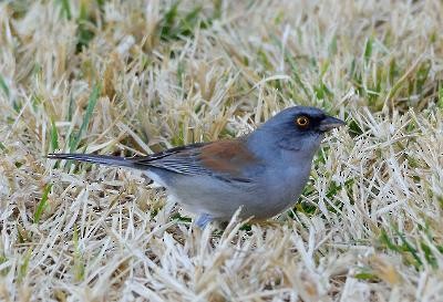 Junco aux yeux jaunes - ML280358821