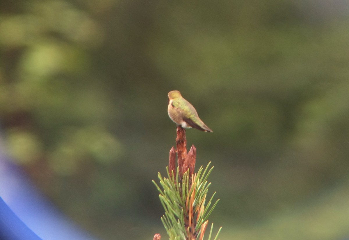 Colibrí de Anna x Rufo (híbrido) - ML28035971