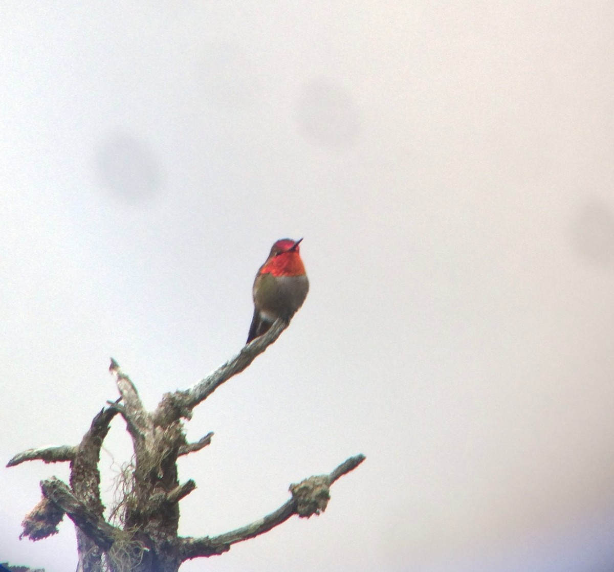 Anna's x Rufous Hummingbird (hybrid) - Gus van Vliet