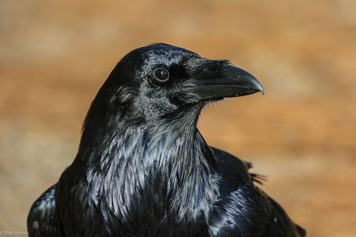 Common Raven - ML280360821