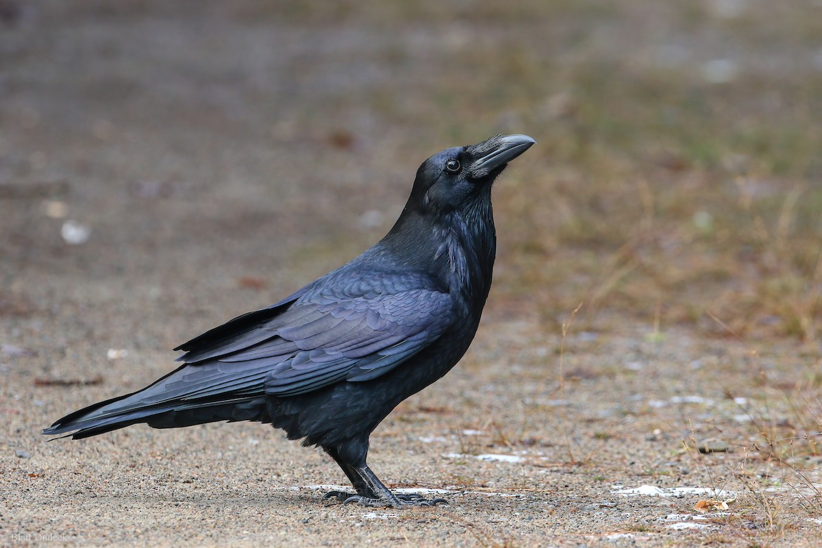 Common Raven - Blair Dudeck