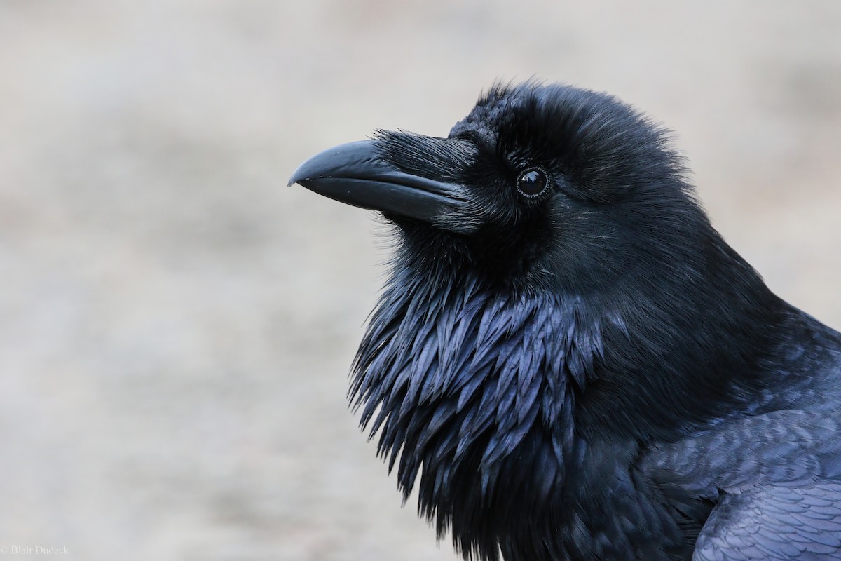 Common Raven - ML280360971