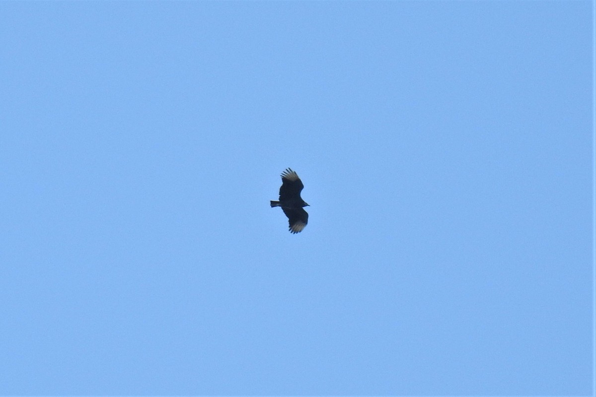Black Vulture - ML280361971