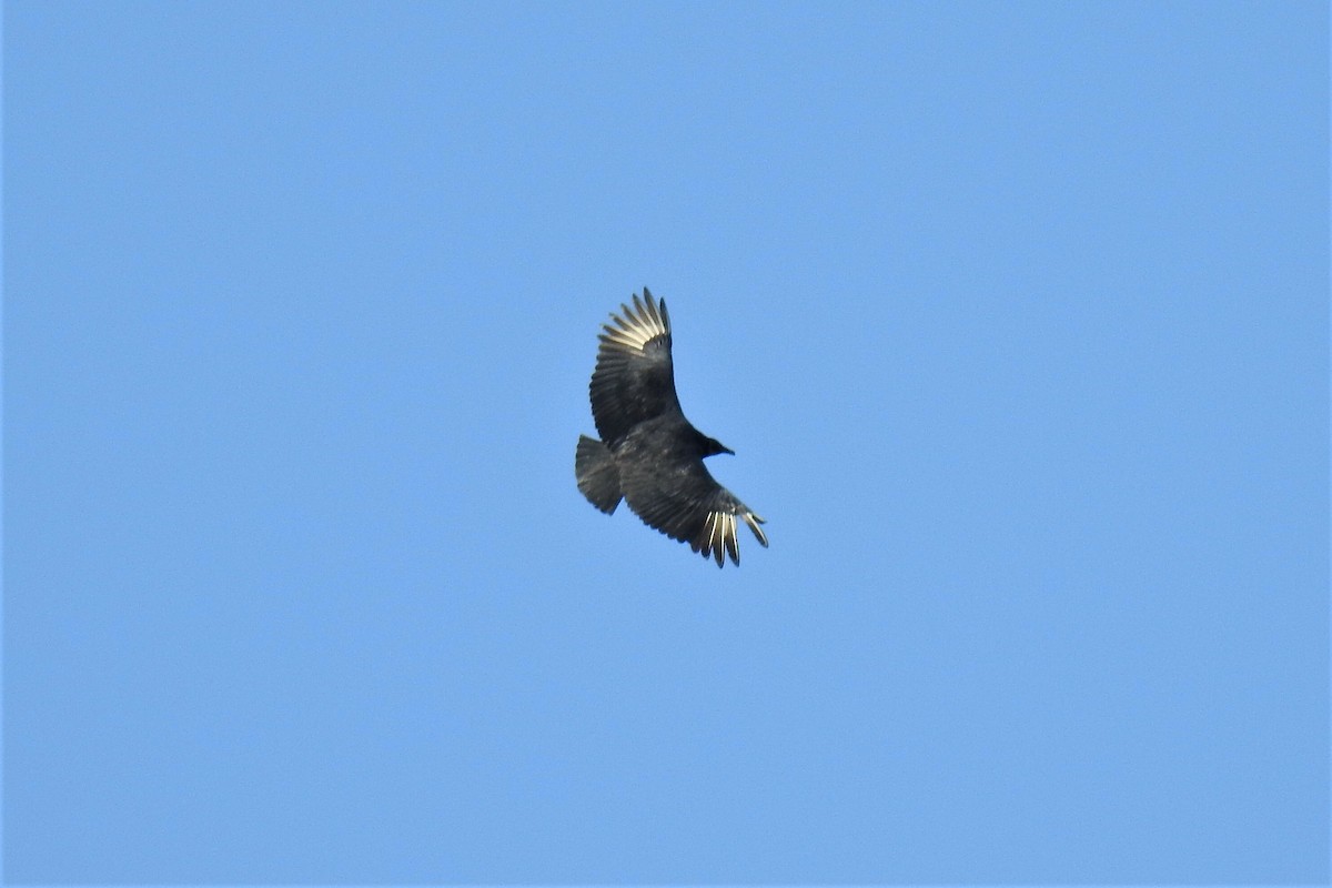 Black Vulture - ML280362091