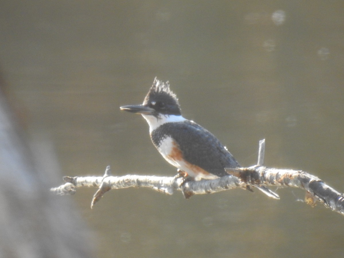 Belted Kingfisher - ML280362321