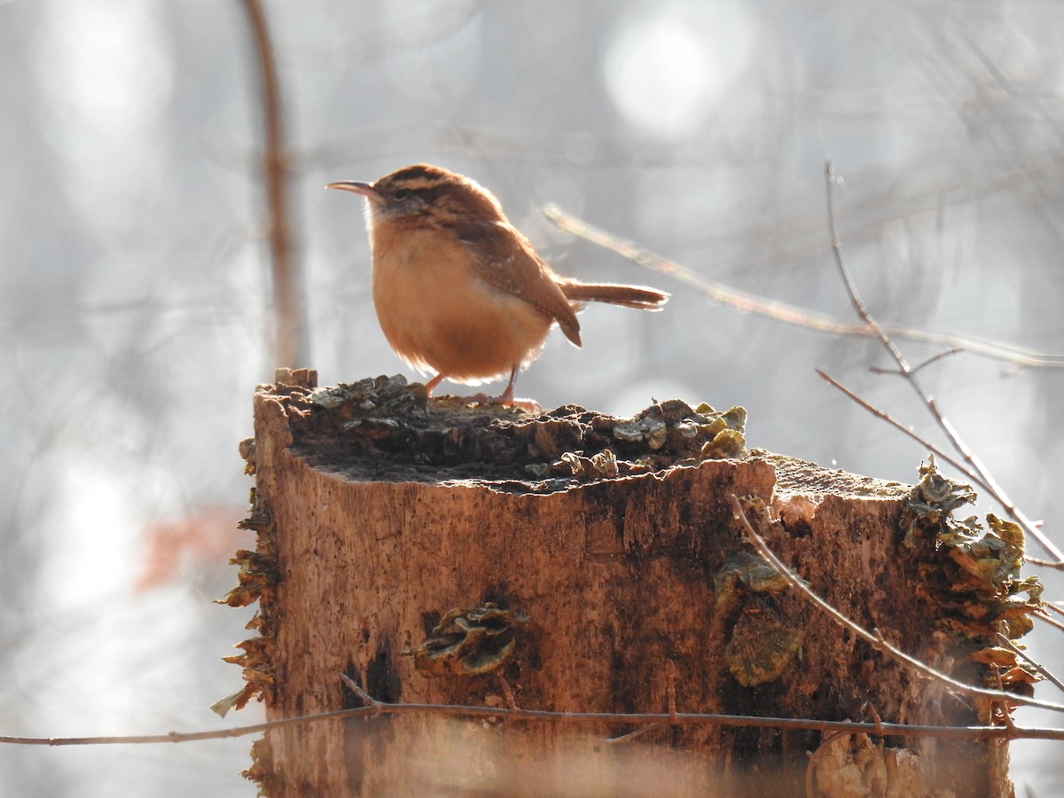 Carolina Wren - ML280363011