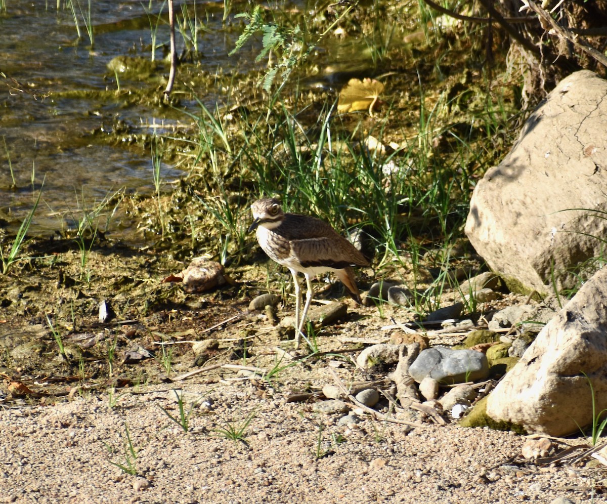 Water Thick-knee - Stuart Malcolm