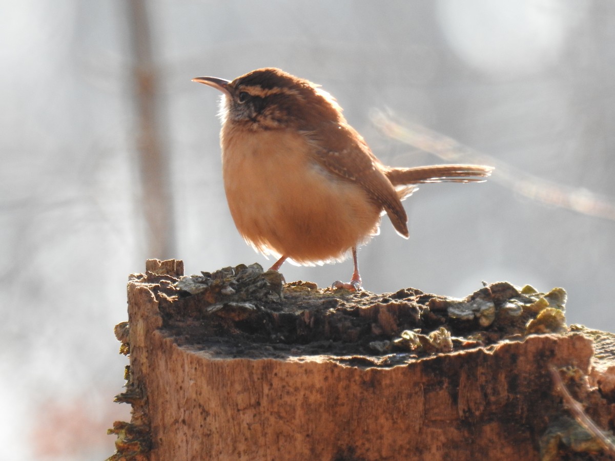 Carolina Wren - ML280363081