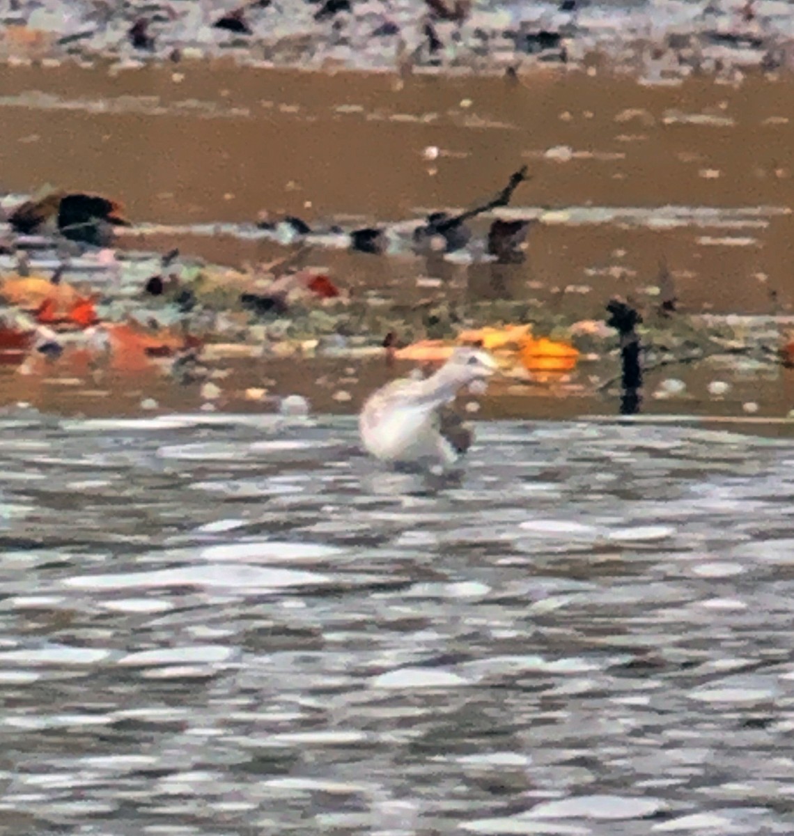 Greater Yellowlegs - ML280364271