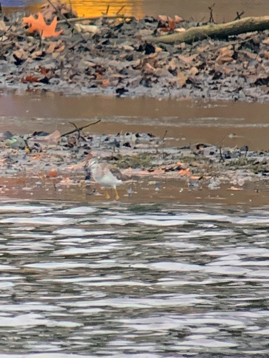 Greater Yellowlegs - Kevin McGrath