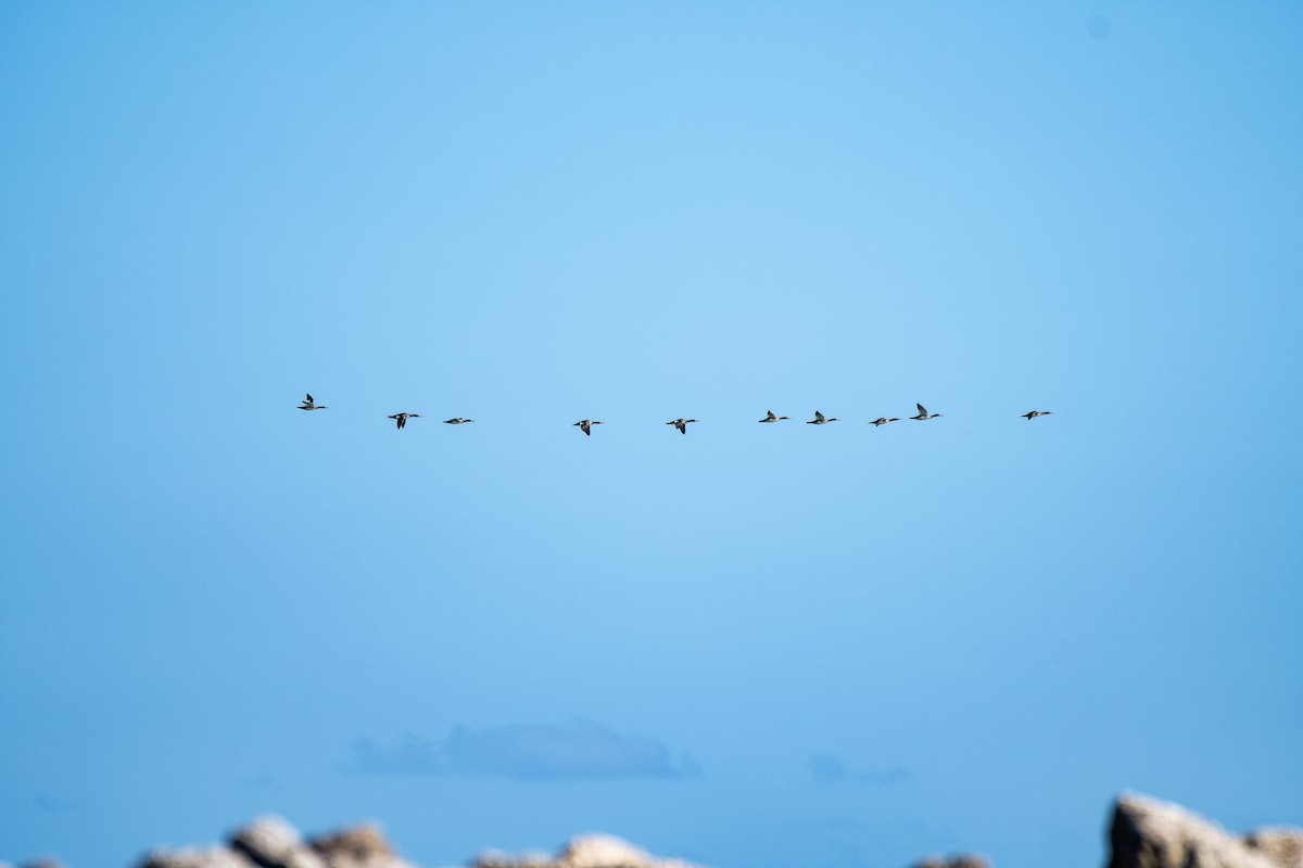 Red-breasted Merganser - James Brookman