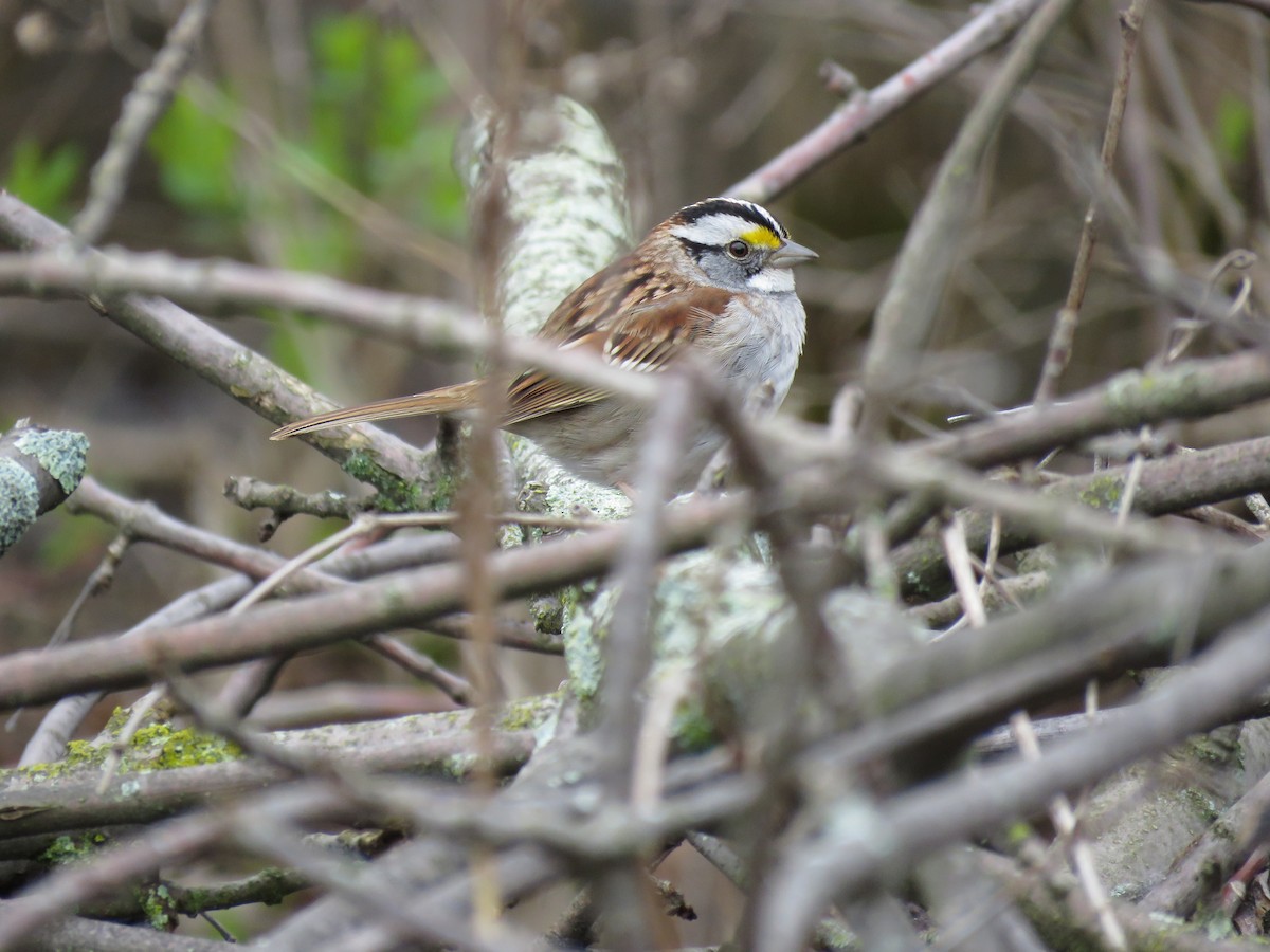 White-throated Sparrow - ML28037111