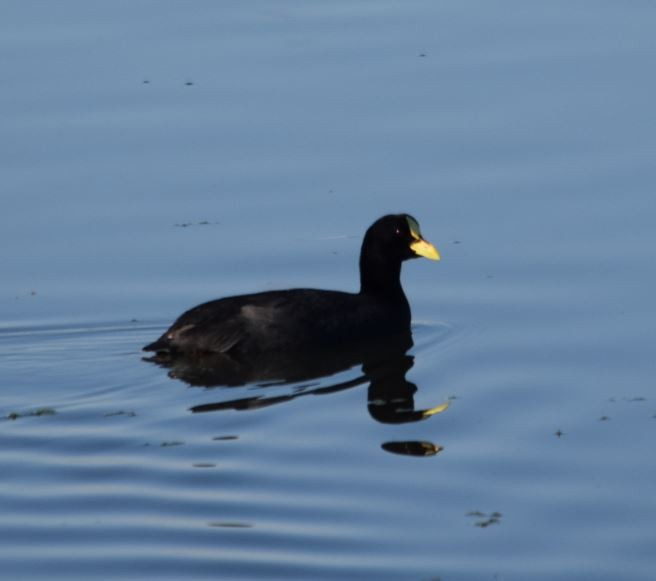 Red-gartered Coot - Felipe Undurraga