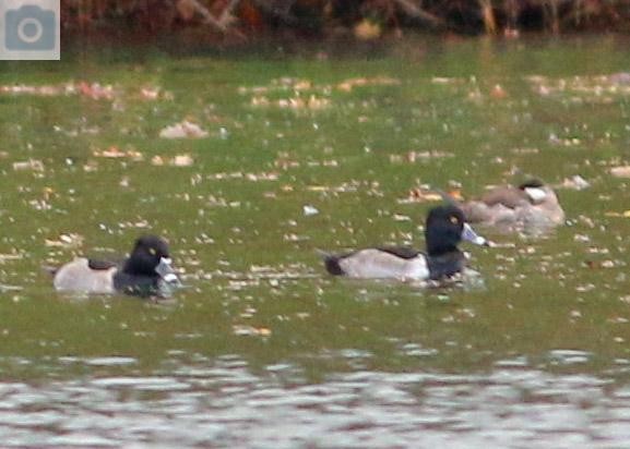 Ring-necked Duck - ML280373221