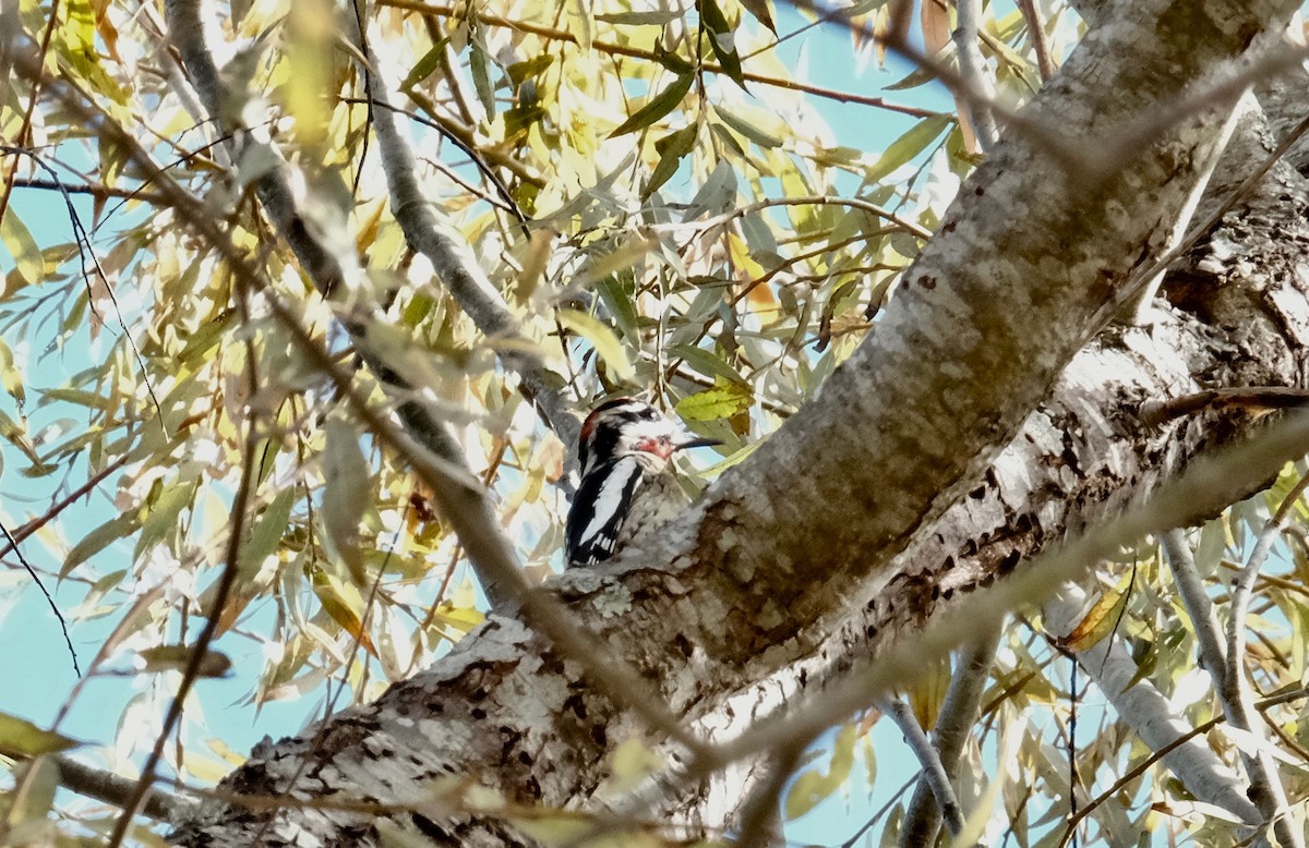 Red-naped Sapsucker - ML280375291