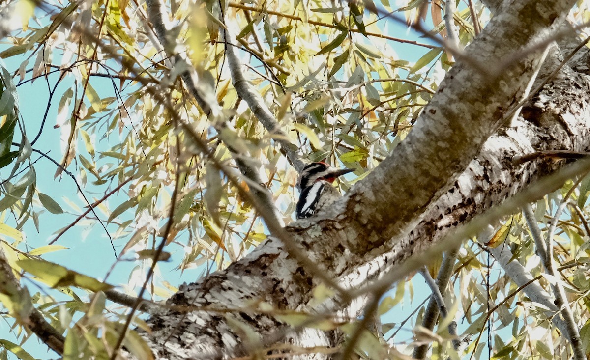 Red-naped Sapsucker - ML280375331