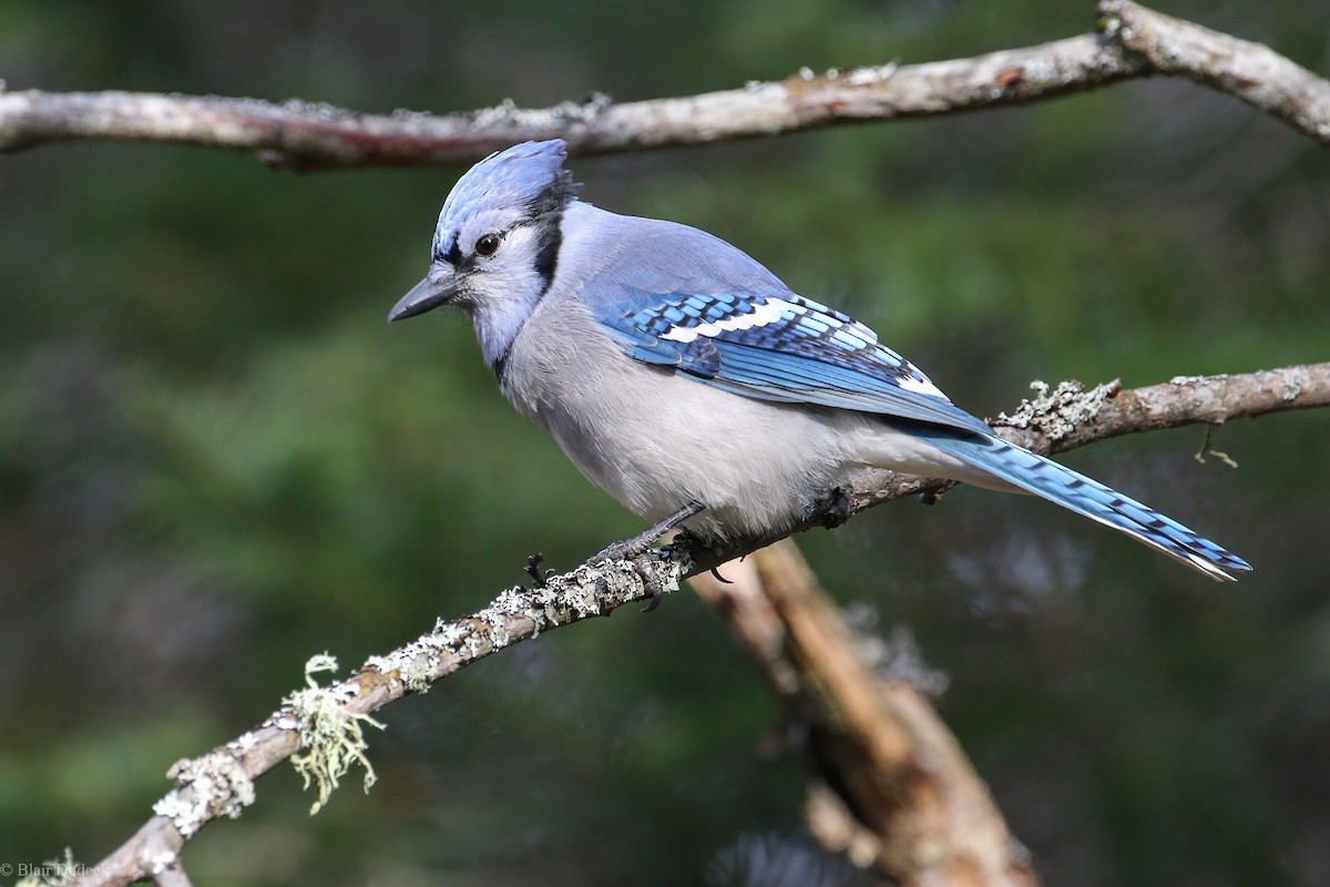 Blue Jay - ML280376051