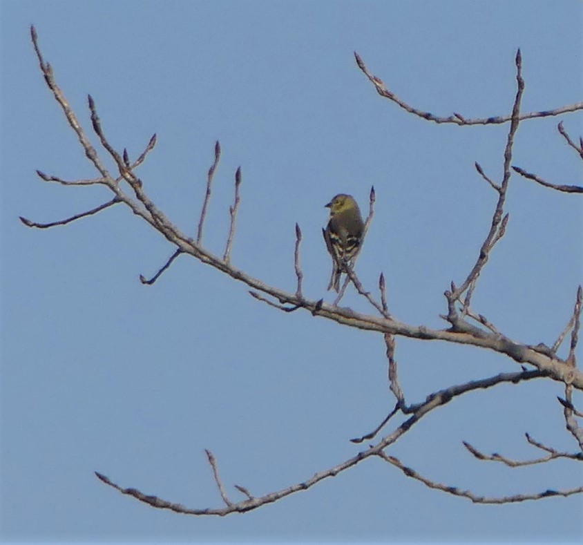 American Goldfinch - Estela Quintero-Weldon