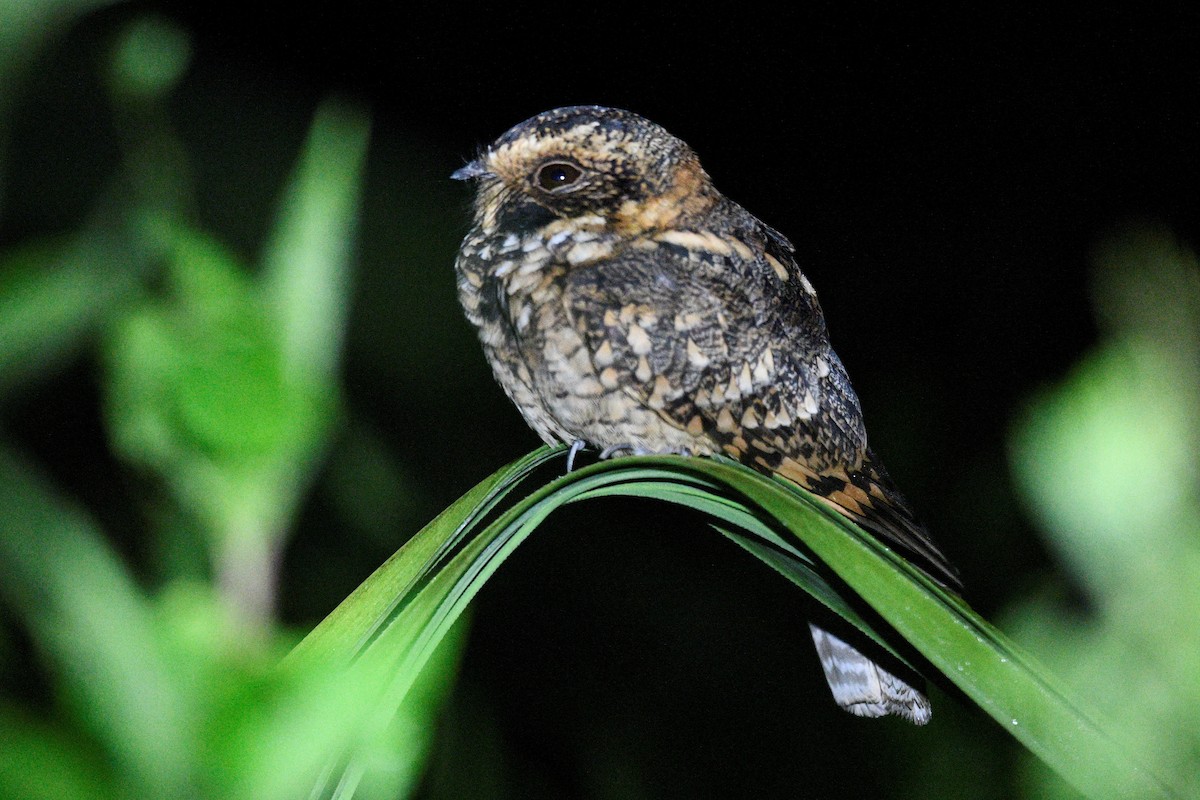 Spot-tailed Nightjar - ML280378501