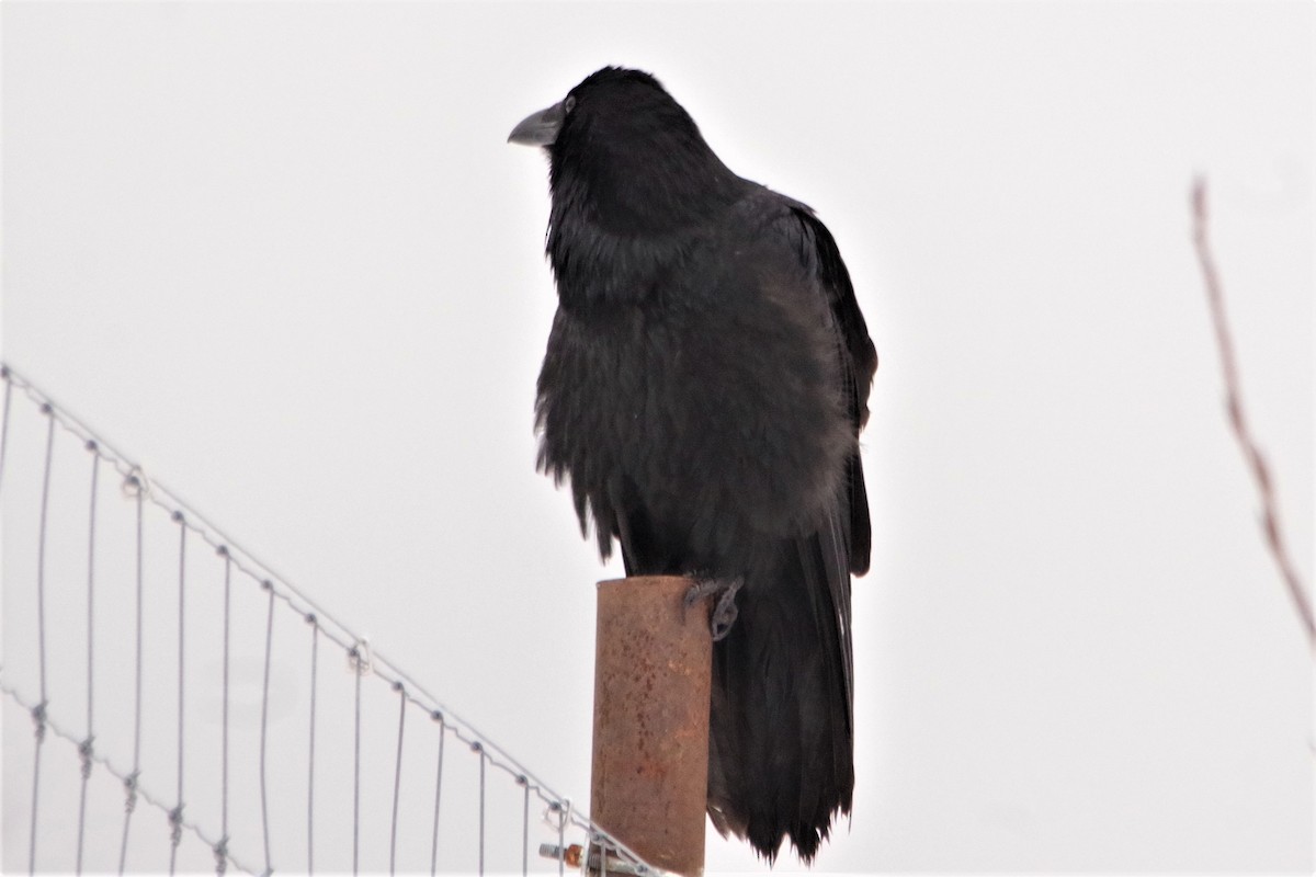 Common Raven - ML280379801