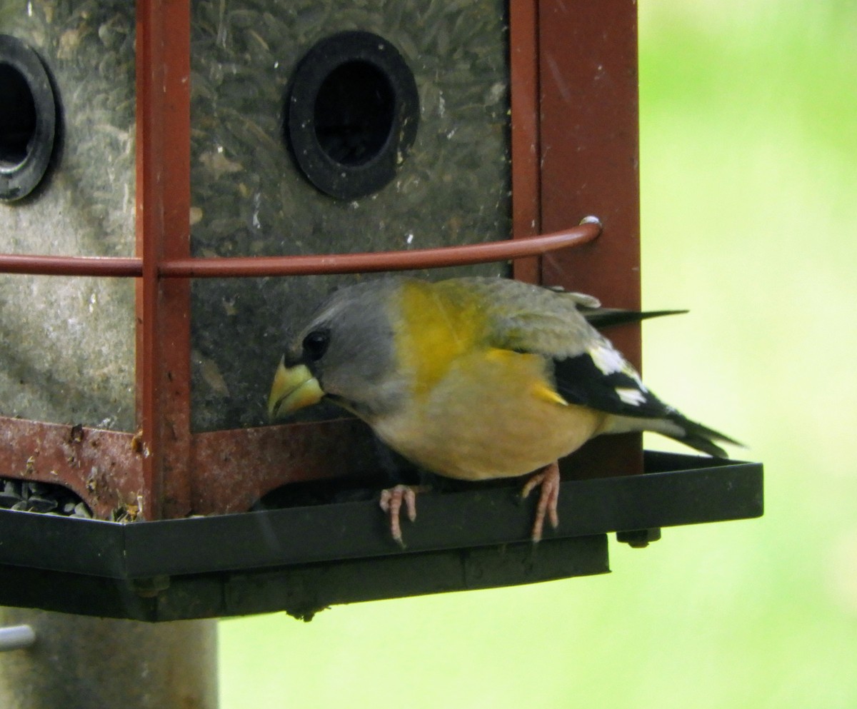 Evening Grosbeak - ML280379861