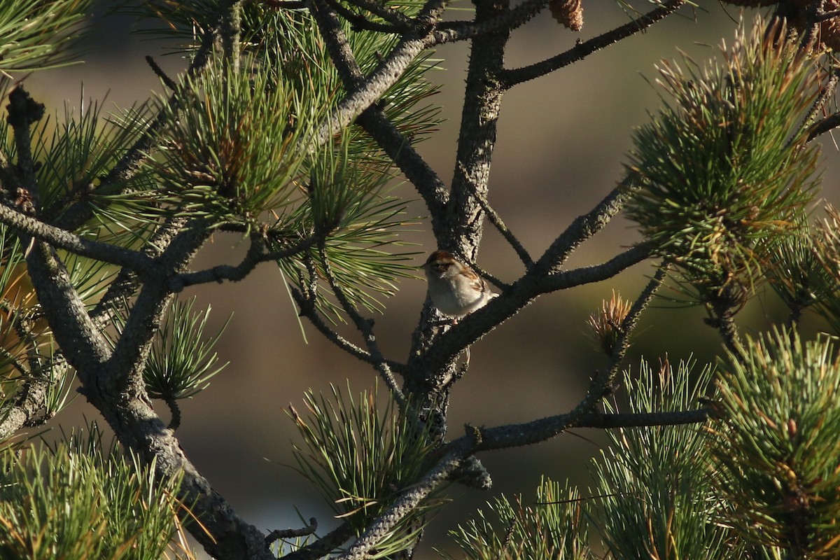 Chipping Sparrow - ML280380101