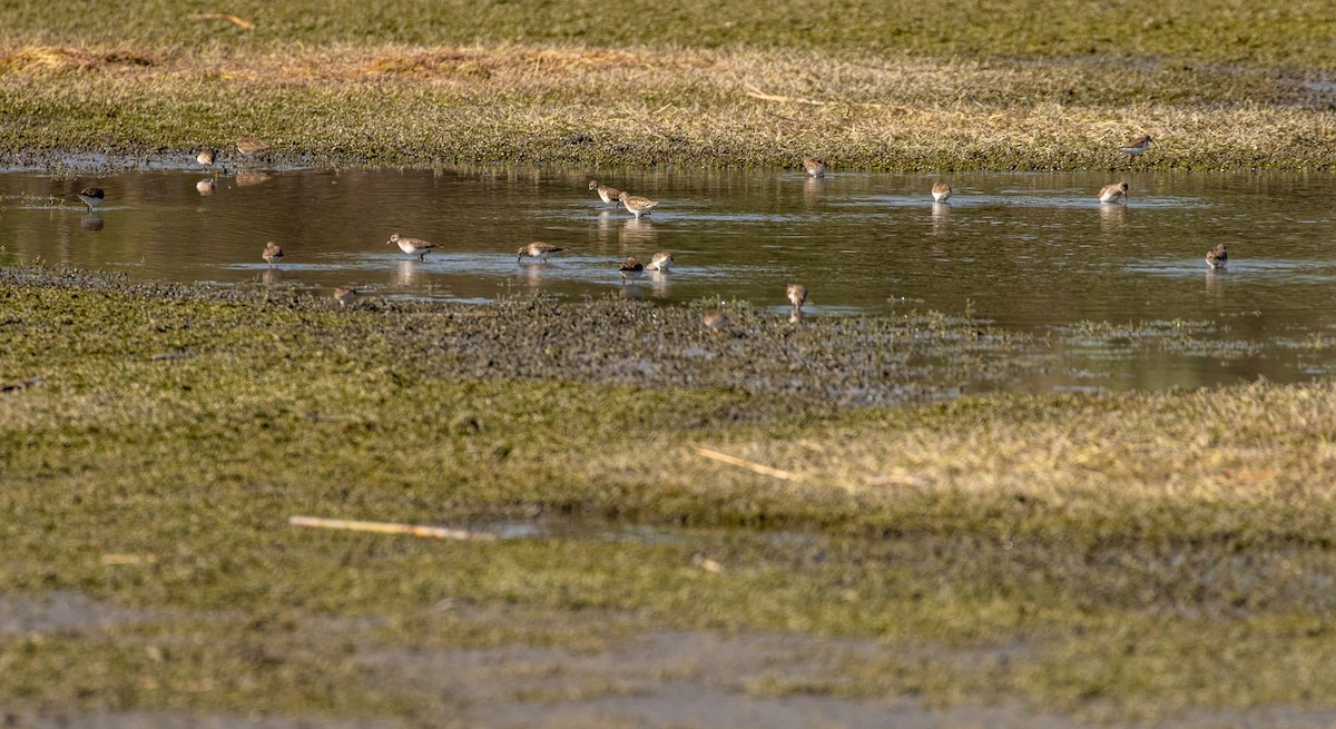 Western Sandpiper - ML280381271