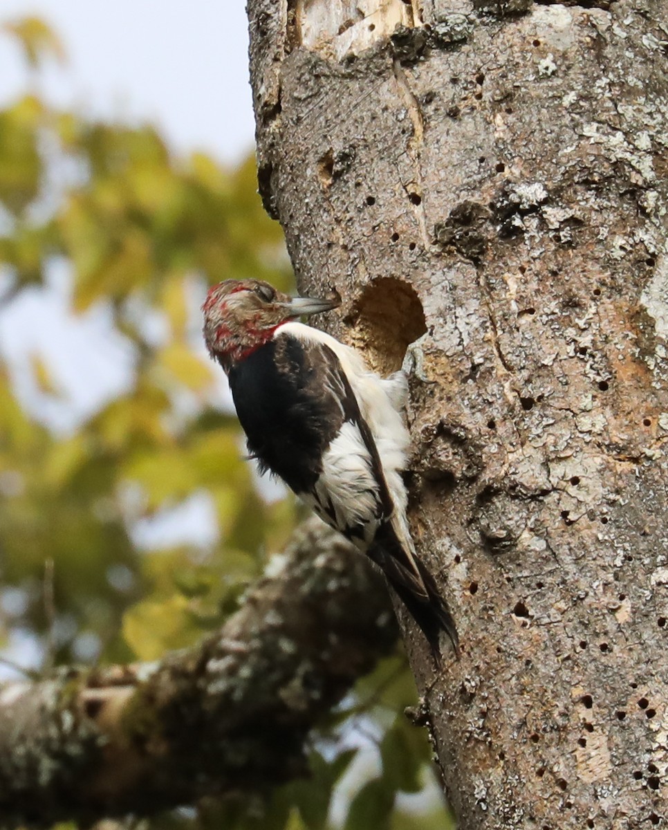 Red-headed Woodpecker - ML280381781