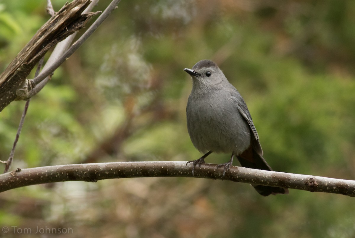 Gray Catbird - Tom Johnson