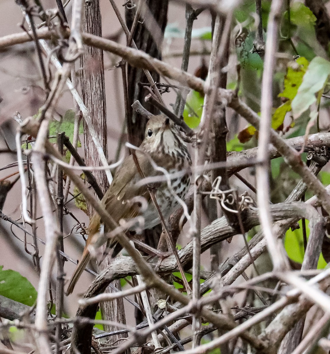 Hermit Thrush - ML280381991