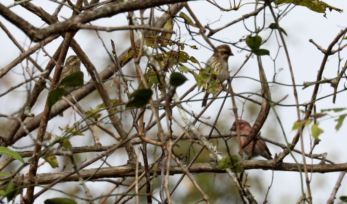 Purple Finch - ML280382131