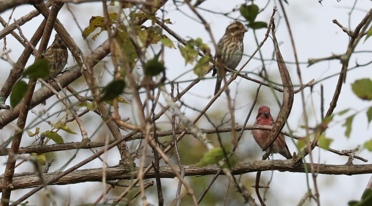Purple Finch - ML280382161