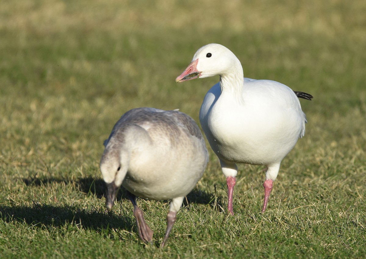 Snow Goose - ML280382381