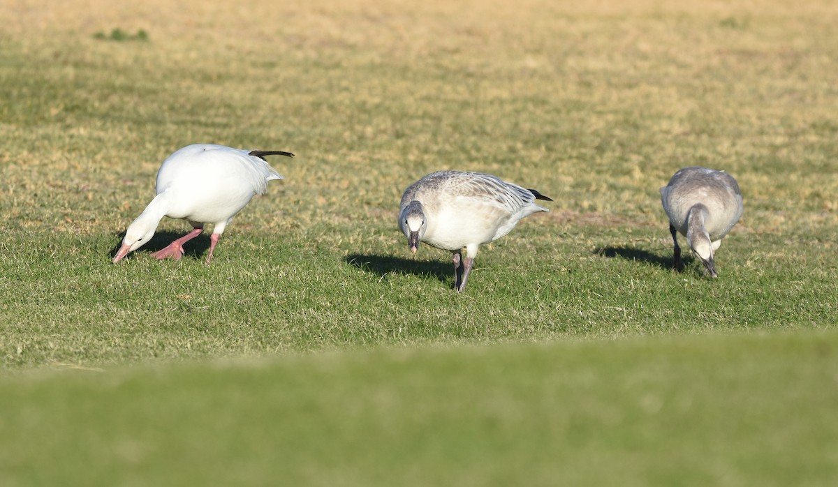 Snow Goose - ML280382401