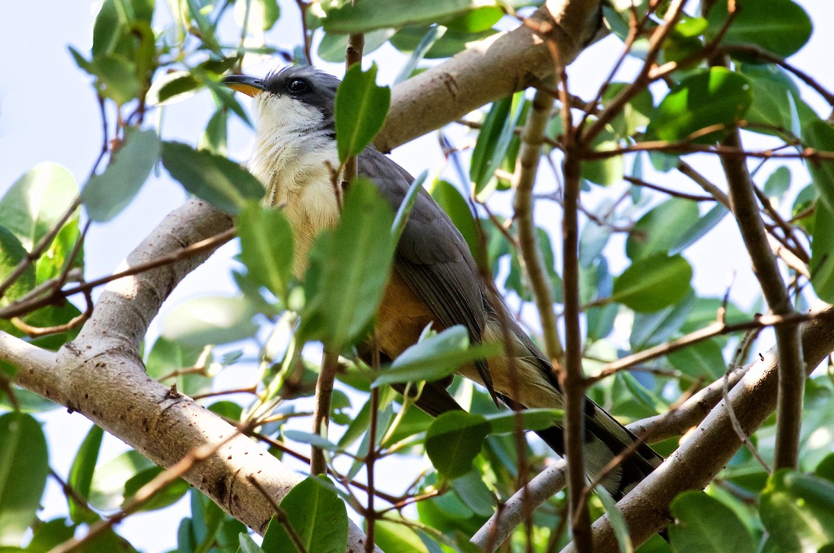 Mangrove Cuckoo - ML28038371