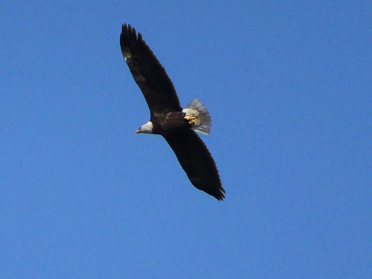 Bald Eagle - ML280383981