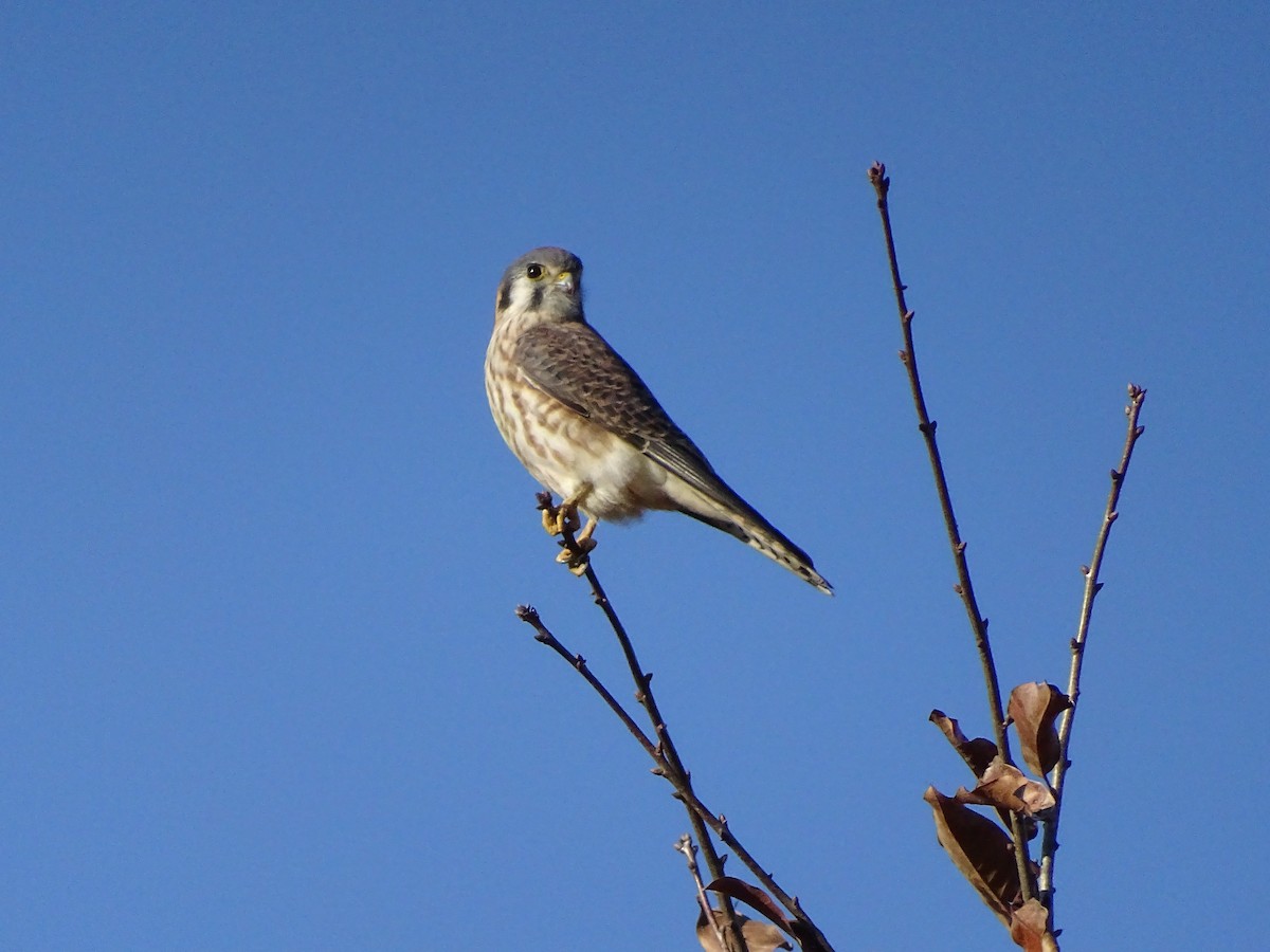 American Kestrel - ML280384341