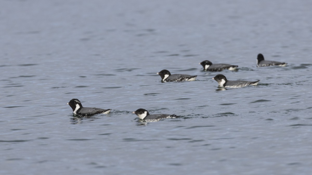 Ancient Murrelet - ML280384551