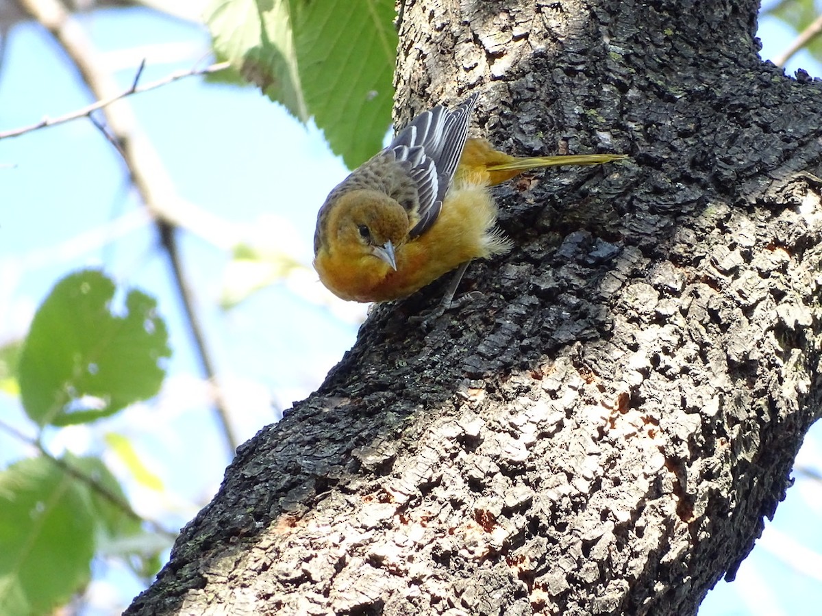 Baltimore Oriole - ML280385181