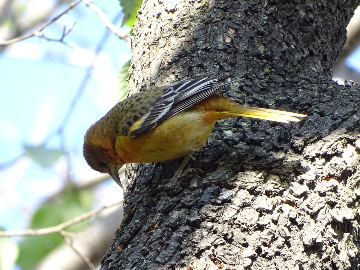 Oriole de Baltimore - ML280385191