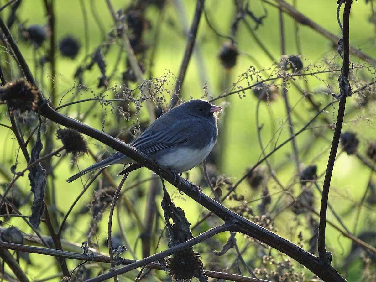 Dark-eyed Junco - ML280385921