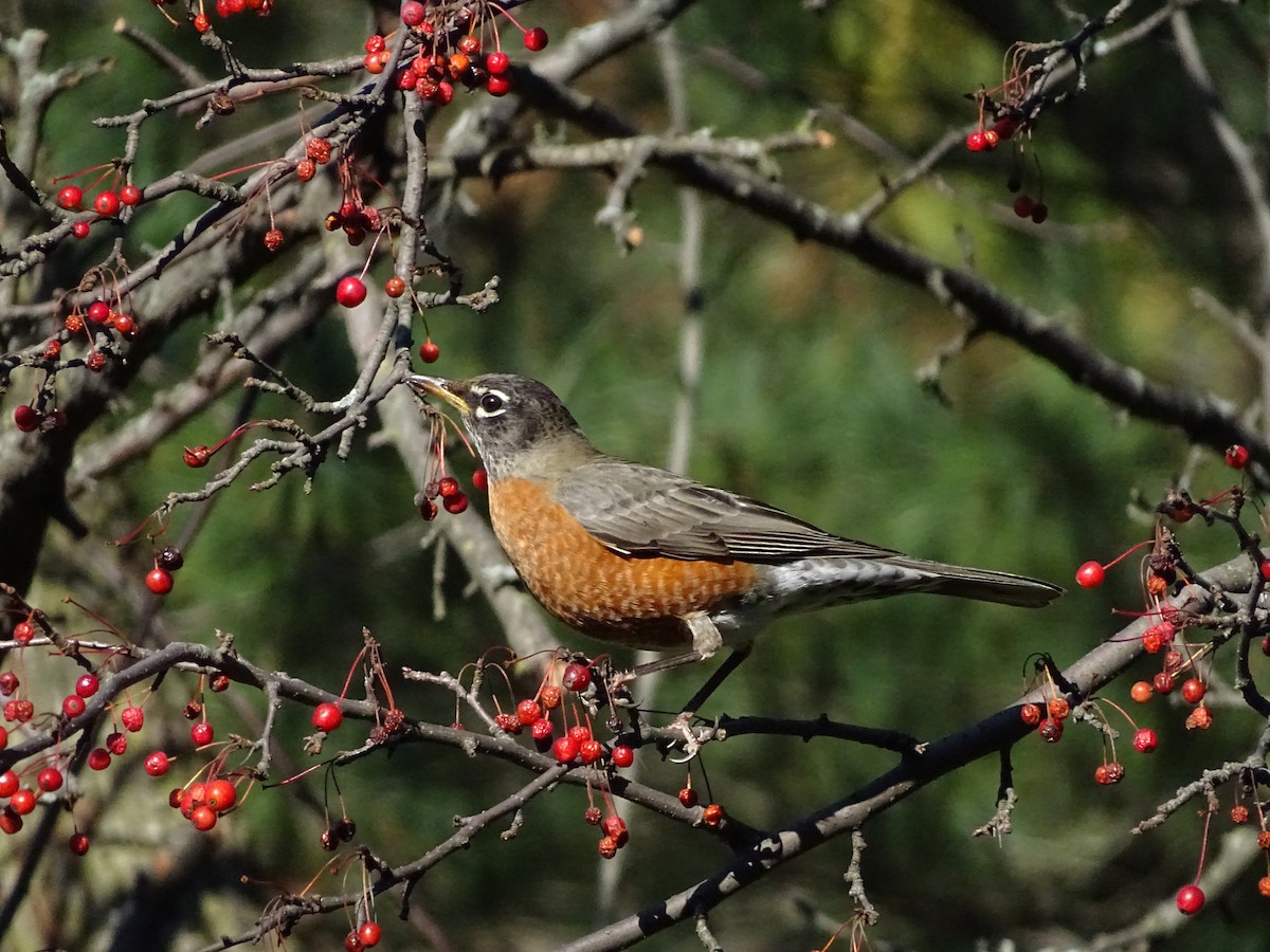 American Robin - ML280386181