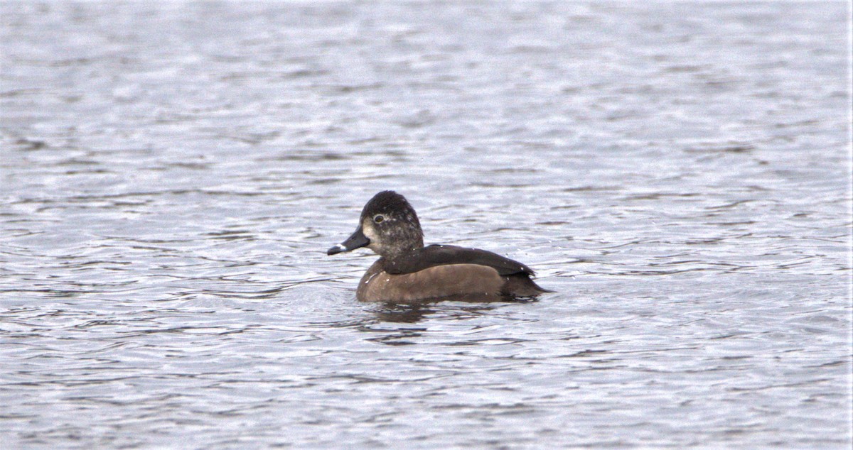 Ring-necked Duck - Emily Ross