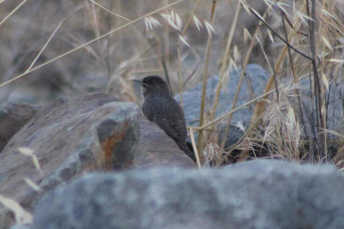 Rock Wren - ML280387391