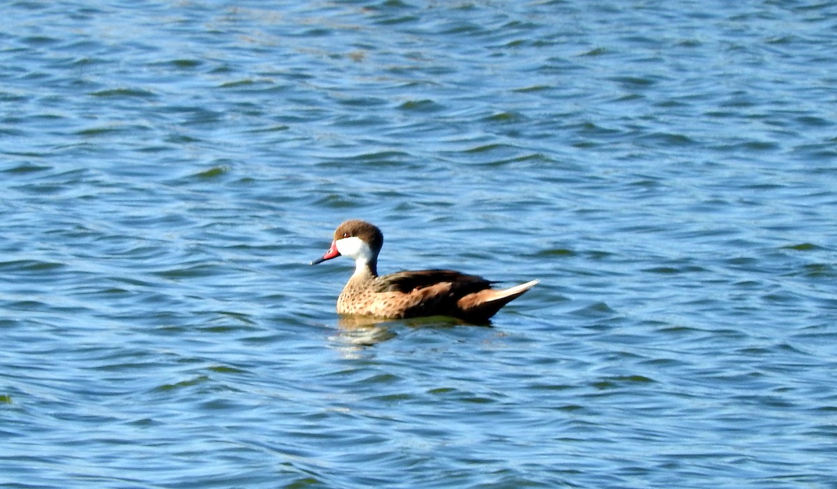 White-cheeked Pintail - ML28038801