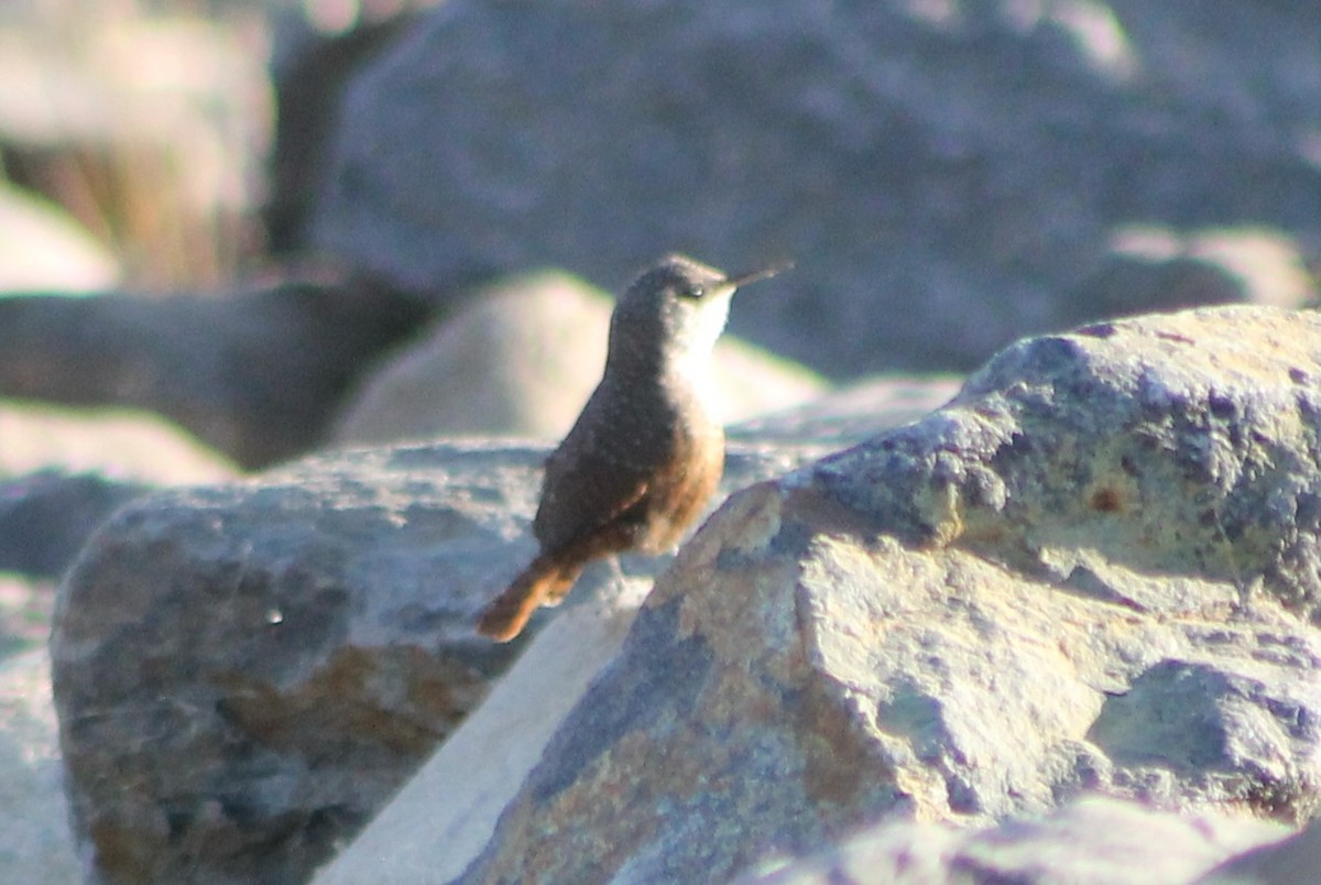 Canyon Wren - ML280388241