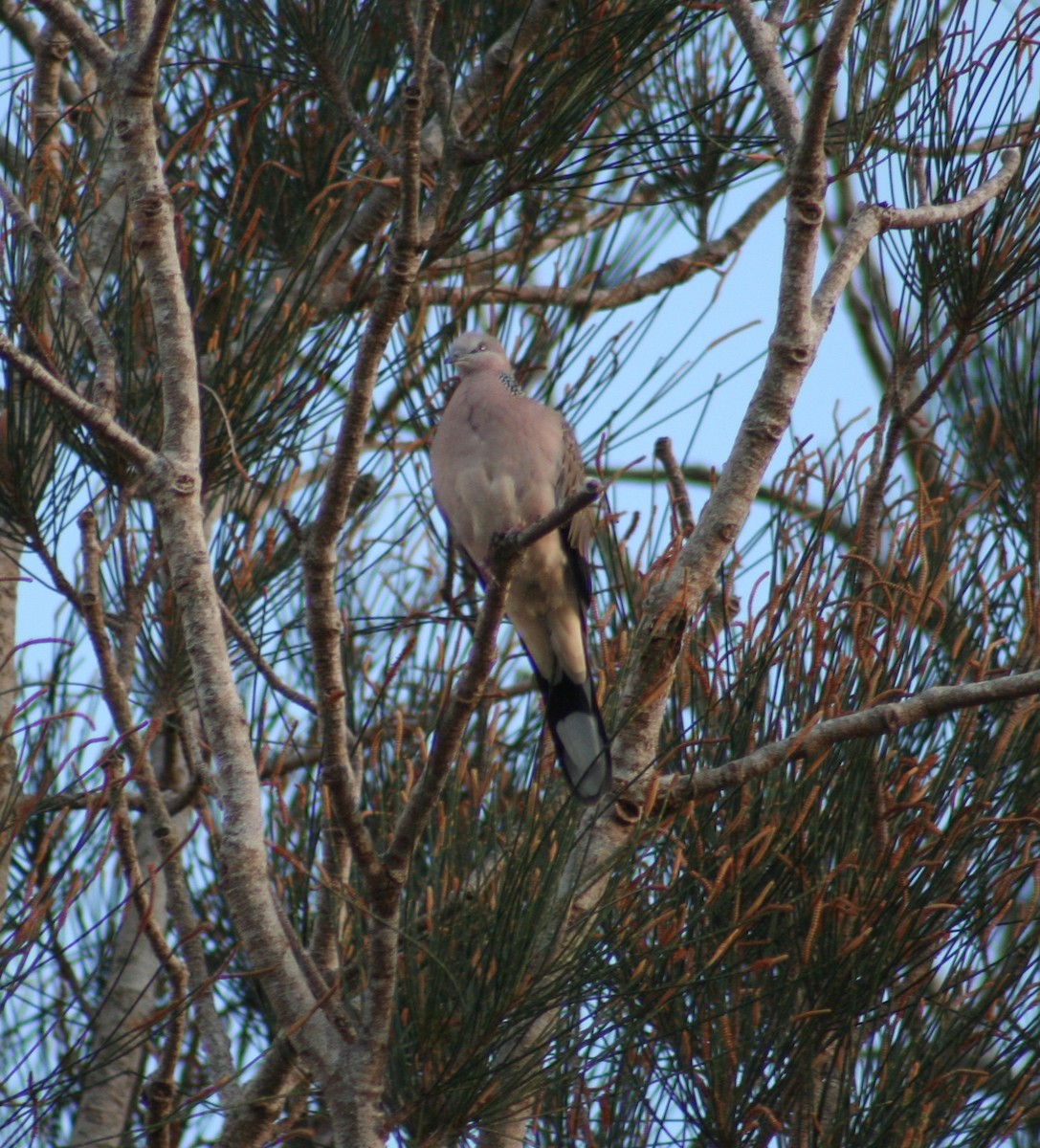 Spotted Dove - ML280389681